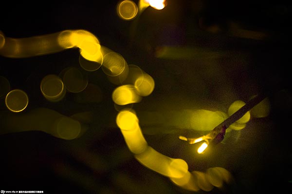Chinese Valentine's Day: Disaster for fireflies
