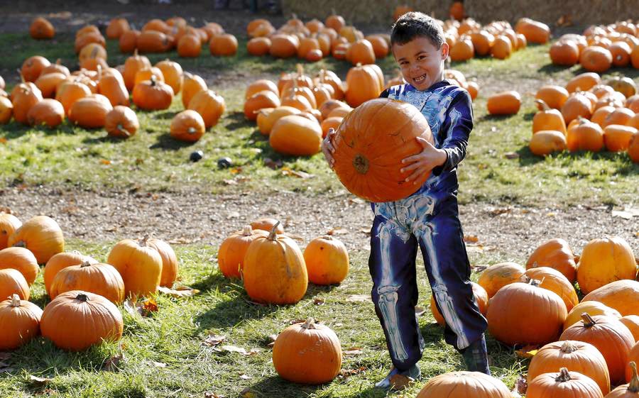 Playing in the pumpkin patch ahead of Halloween