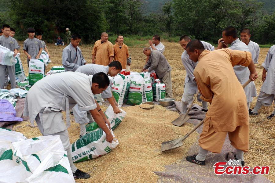 Harvest time for kung fu masters