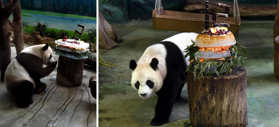 Giant pandas Tuan Tuan, Yuan Yuan enjoy birthday cakes in Taipei