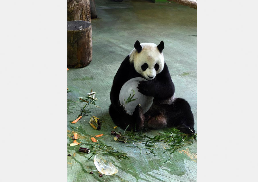 Giant pandas Tuan Tuan, Yuan Yuan enjoy birthday cakes in Taipei