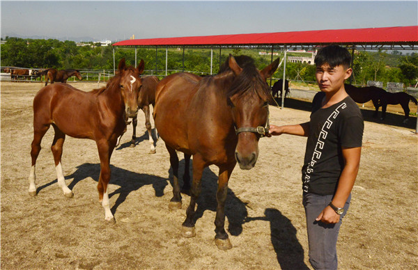 Horse lover rescues the Bohai from extinction