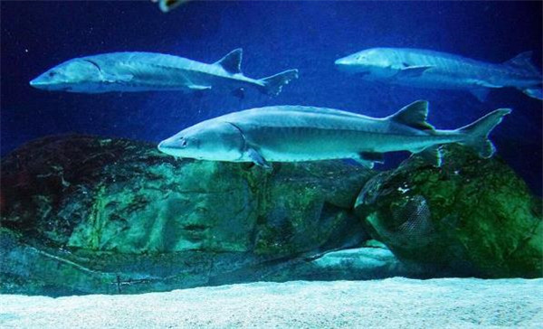 Protect marine environment, protect Chinese sturgeon