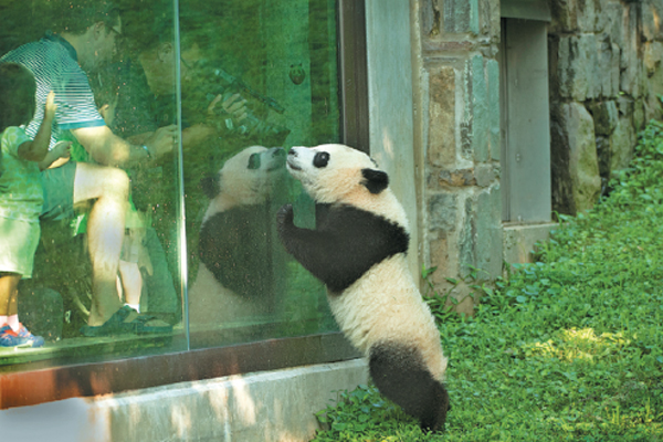Panda love endures across the Pacific