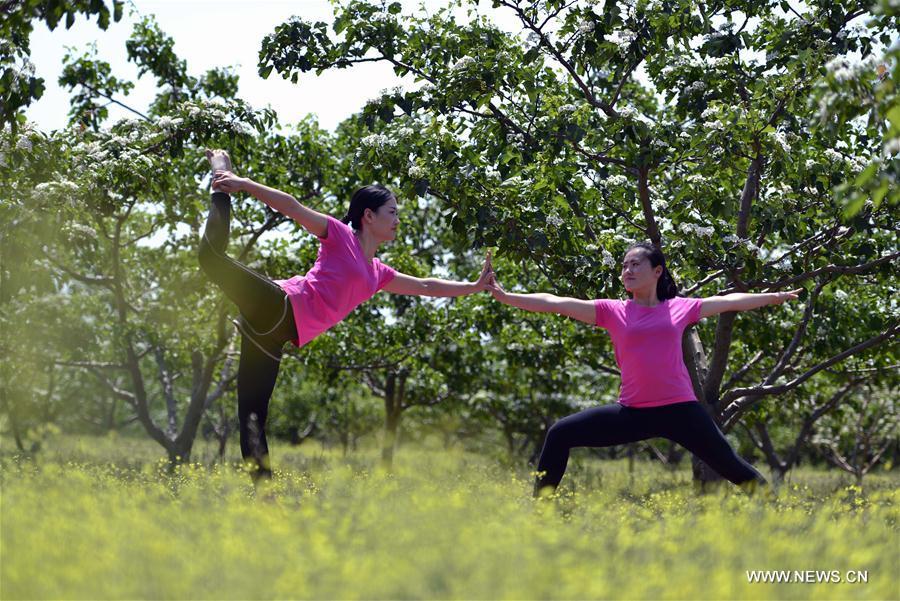 Yoga lovers practise yoga amid hawthorn blossoms in Hebei