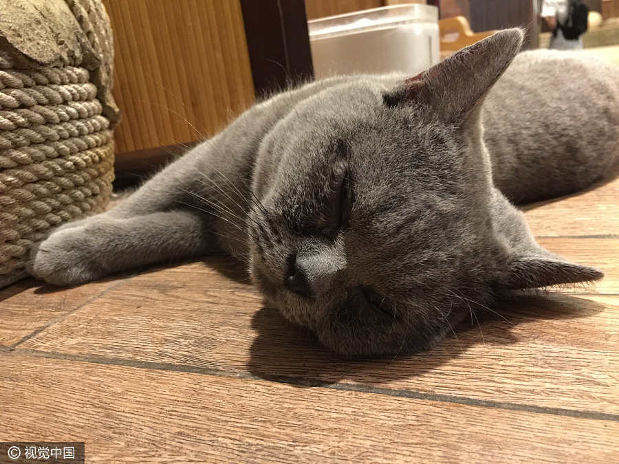 Cats are in the spotlight at this Guangzhou restaurant