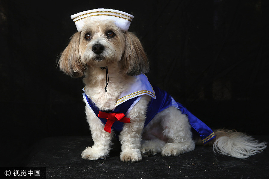 Pets dressed as people gain social media attention