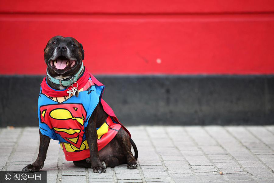 Pets dressed as people gain social media attention