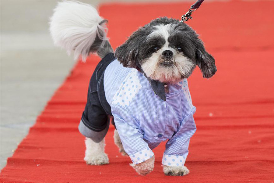 Take closer look at North America's largest festival for dogs