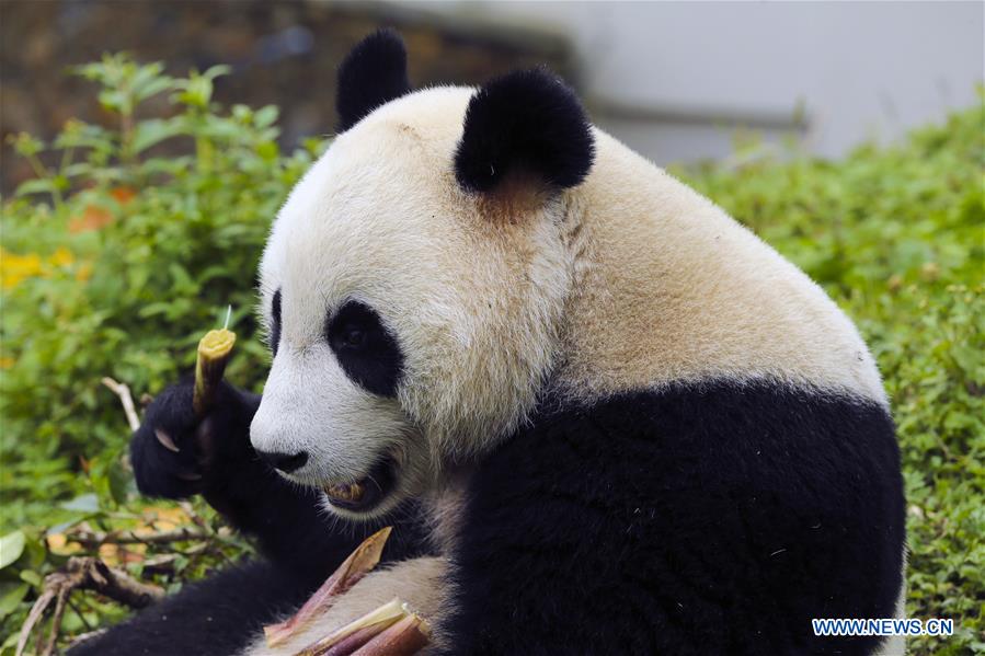 Sichuan's Shenshuping protection base home to over 50 giant pandas