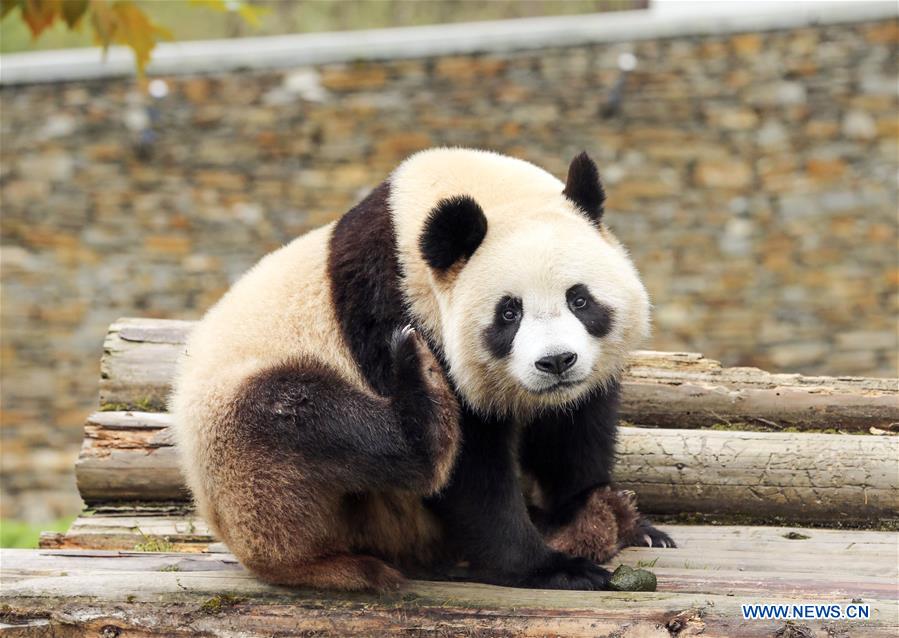 Sichuan's Shenshuping protection base home to over 50 giant pandas