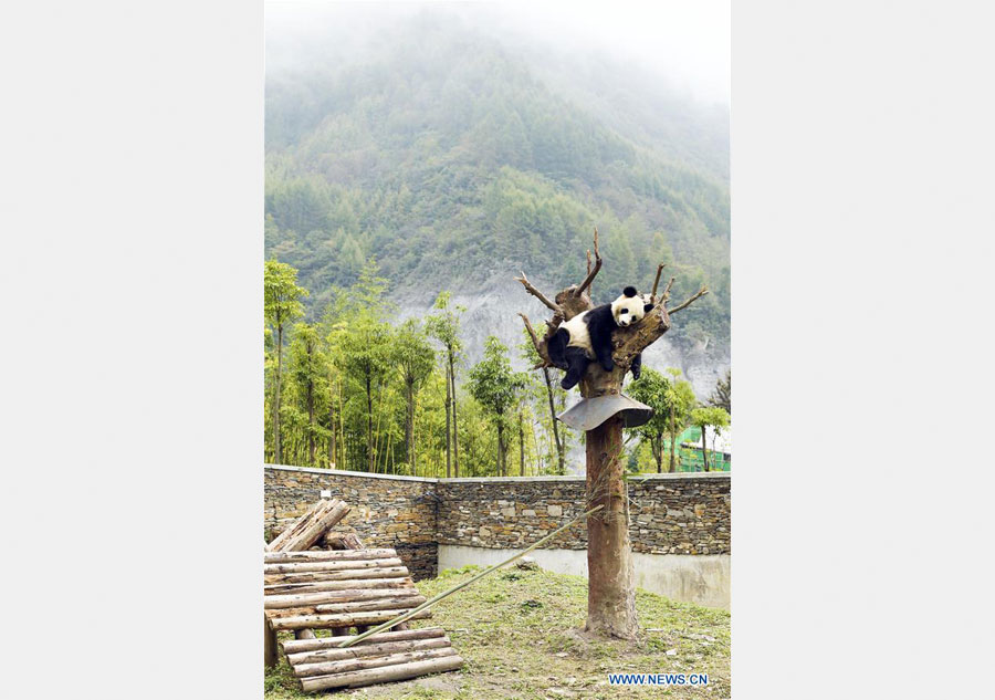 Sichuan's Shenshuping protection base home to over 50 giant pandas
