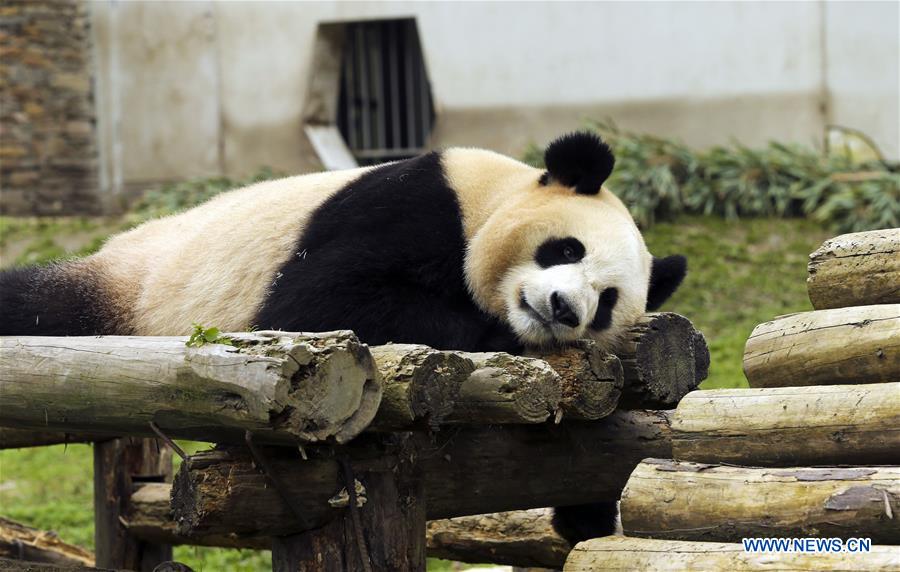 Sichuan's Shenshuping protection base home to over 50 giant pandas