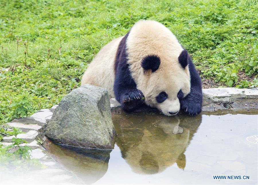 Sichuan's Shenshuping protection base home to over 50 giant pandas