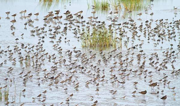 Rare bird finds sanctuary