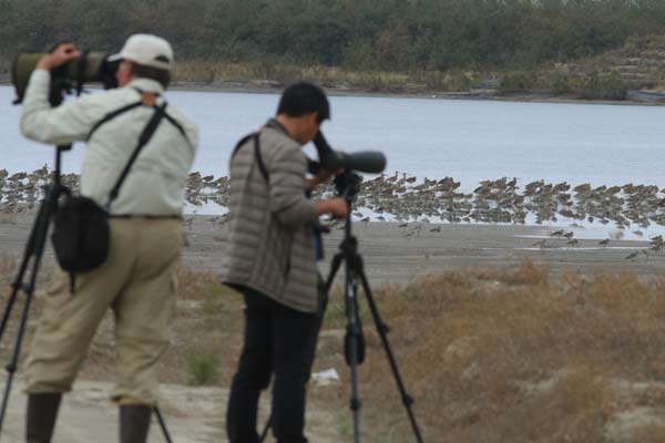 Rare bird finds sanctuary