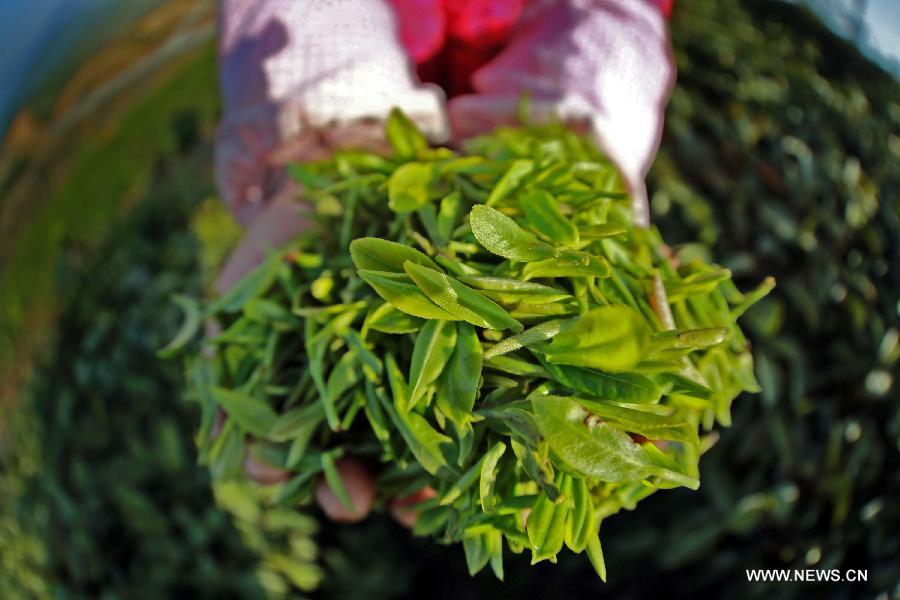 Farmers pick tea leaves early to ensure best taste