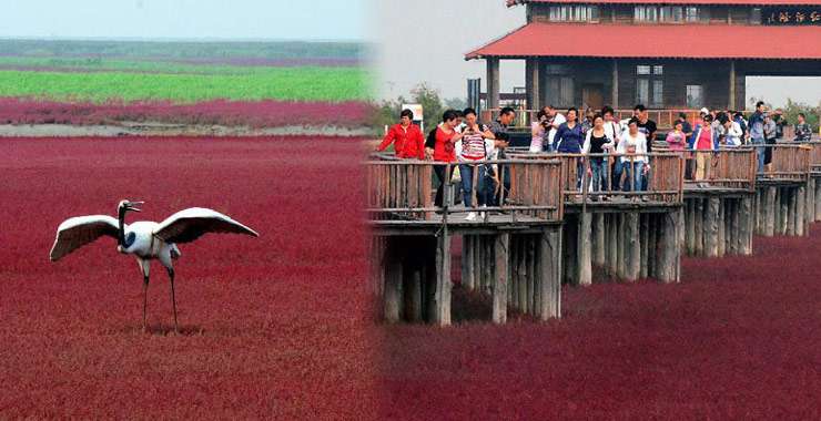 Tourists visit Red Beach in NE China