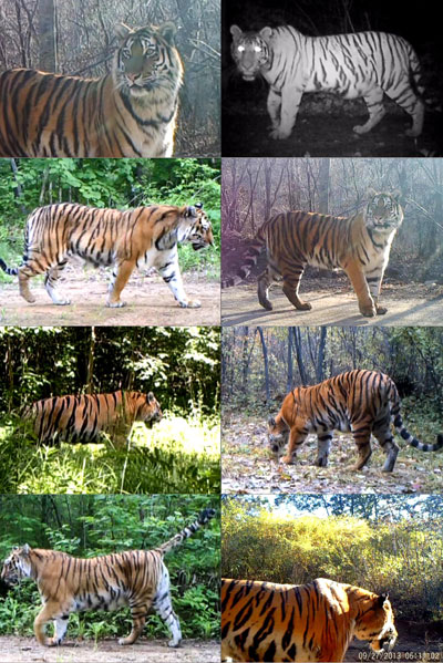 National park to help ease tension between villagers, big cats