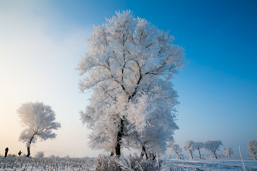 Rime creates a stunning winter scene in Jilin