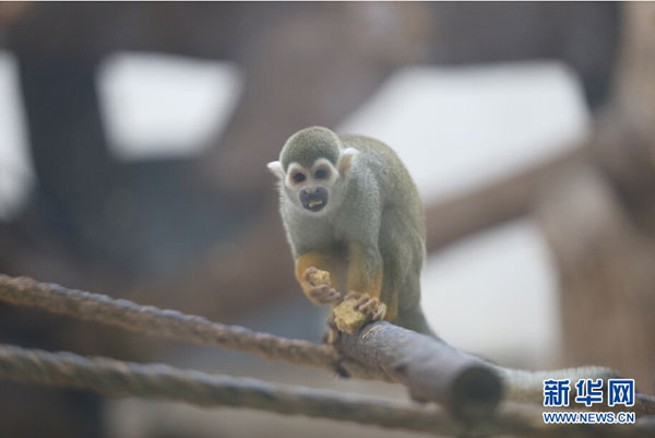 Survival tips for animals in freezing cold Jilin