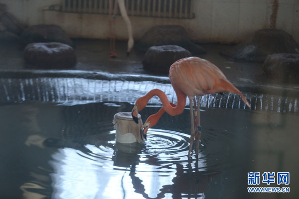 Survival tips for animals in freezing cold Jilin