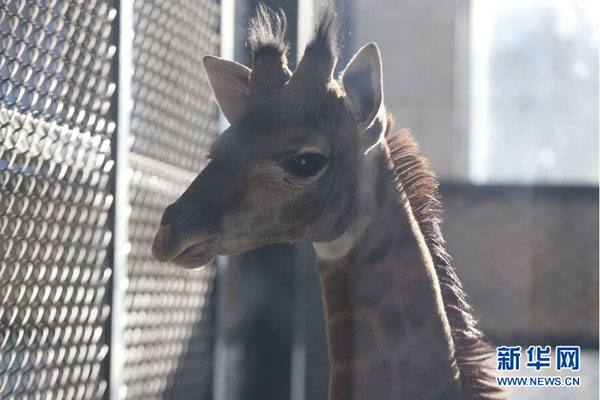 Survival tips for animals in freezing cold Jilin
