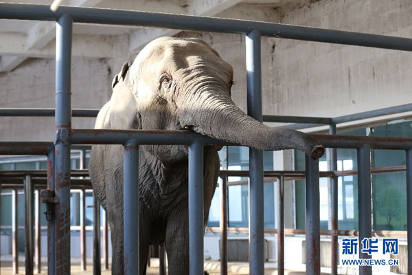 Survival tips for animals in freezing cold Jilin