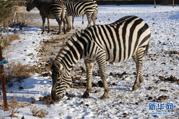 Survival tips for animals in freezing cold Jilin