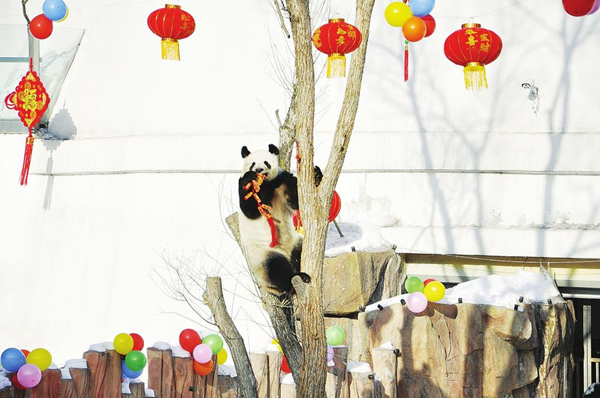 NE pandas busy for Spring Festival