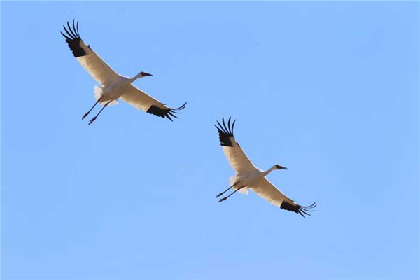 White cranes flock to Jilin to spend spring