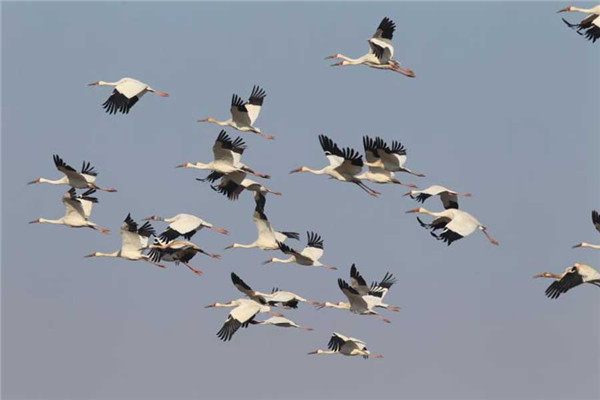 White cranes flock to Jilin to spend spring