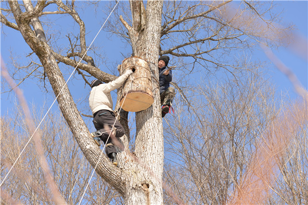 Building homes for rare birds