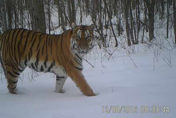Manchurian tigers active in Jilin