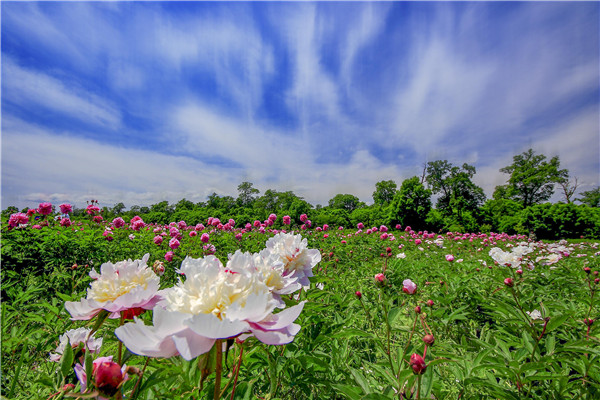 Peonies blossom at the foothill of Changbai Mountain