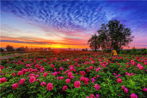 Peonies blossom at the foothill of Changbai Mountain