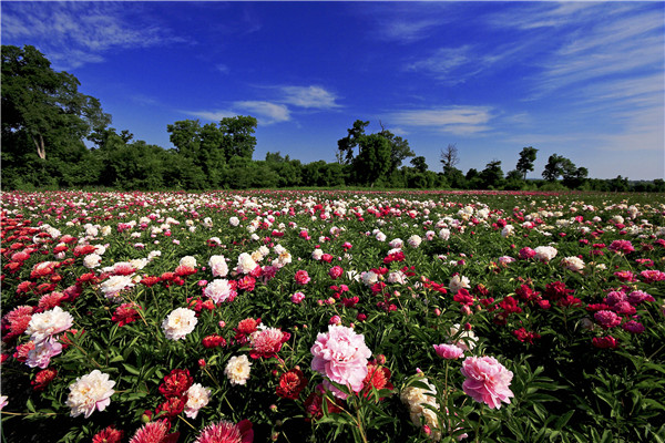 Peonies blossom at the foothill of Changbai Mountain