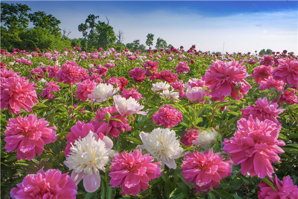 Peonies blossom at the foothill of Changbai Mountain