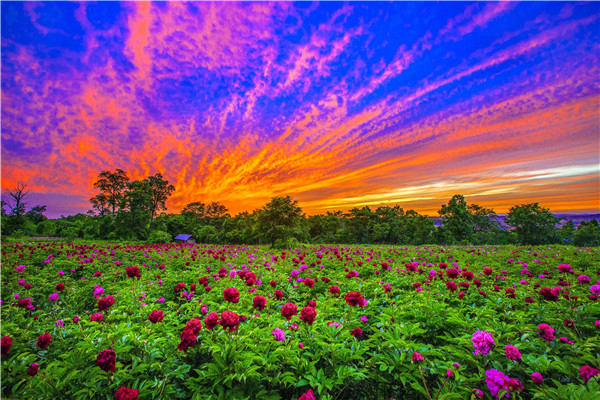 Peonies blossom at the foothill of Changbai Mountain