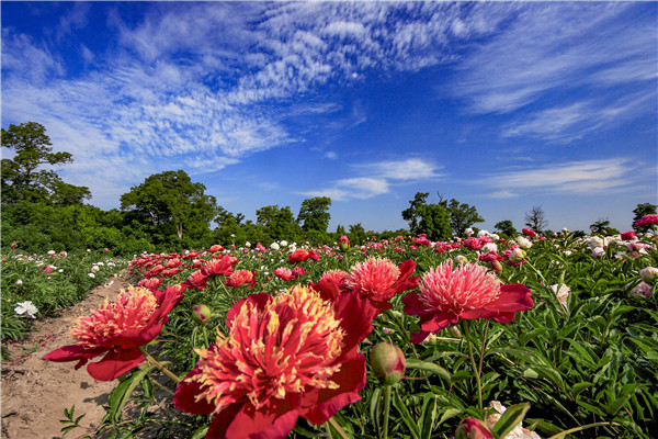 Peonies blossom at the foothill of Changbai Mountain