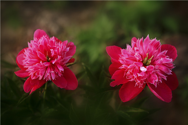 Peonies blossom at the foothill of Changbai Mountain