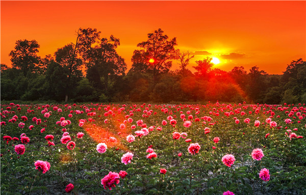 Peonies blossom at the foothill of Changbai Mountain