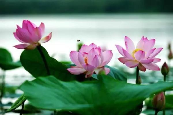 Hunchun, a perfect summer resort