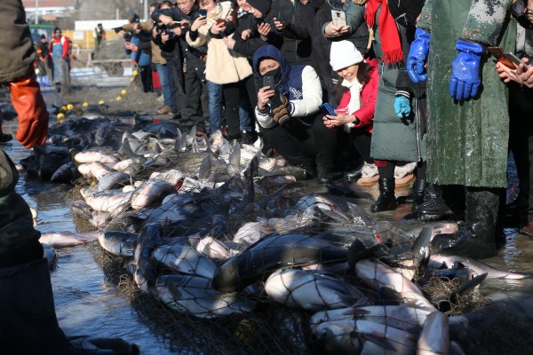 Fishermen net giant catch at Shitoukoumen Reservoir
