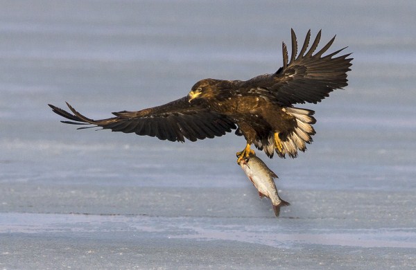 Rare birds land in Hunchun