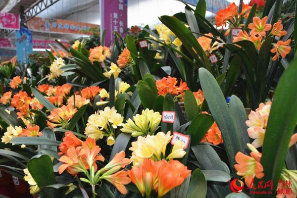 Clivia exhibition opens in Changchun