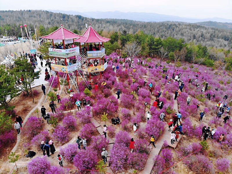 Rhododendrons draw visitors to Yanbian