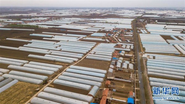 Greenhouses drive rural economy in Lishu, Jilin