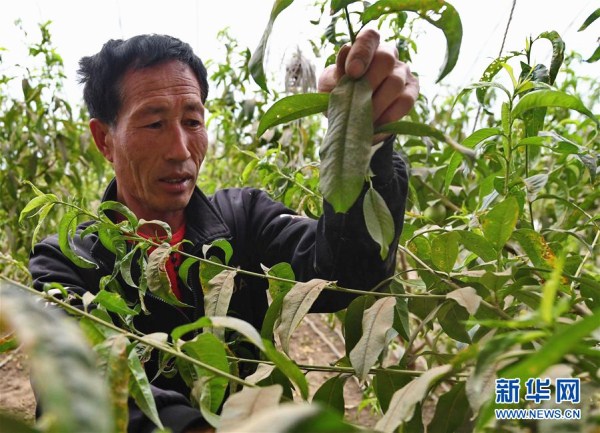 Greenhouses drive rural economy in Lishu, Jilin