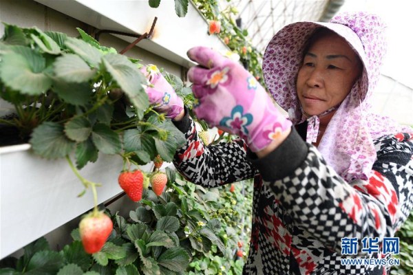 Greenhouses drive rural economy in Lishu, Jilin